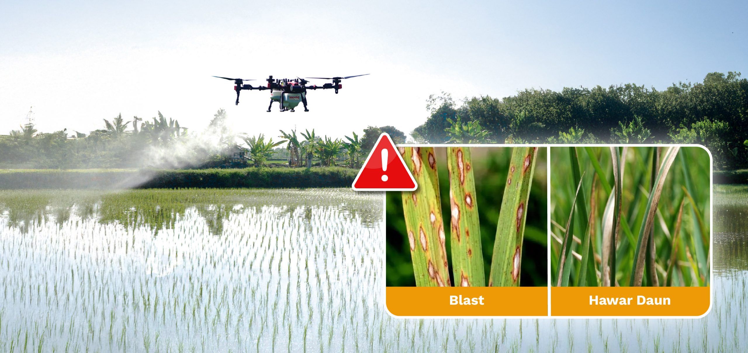 Waspada! Serangan Penyakit Jamur & Bakteri Padi