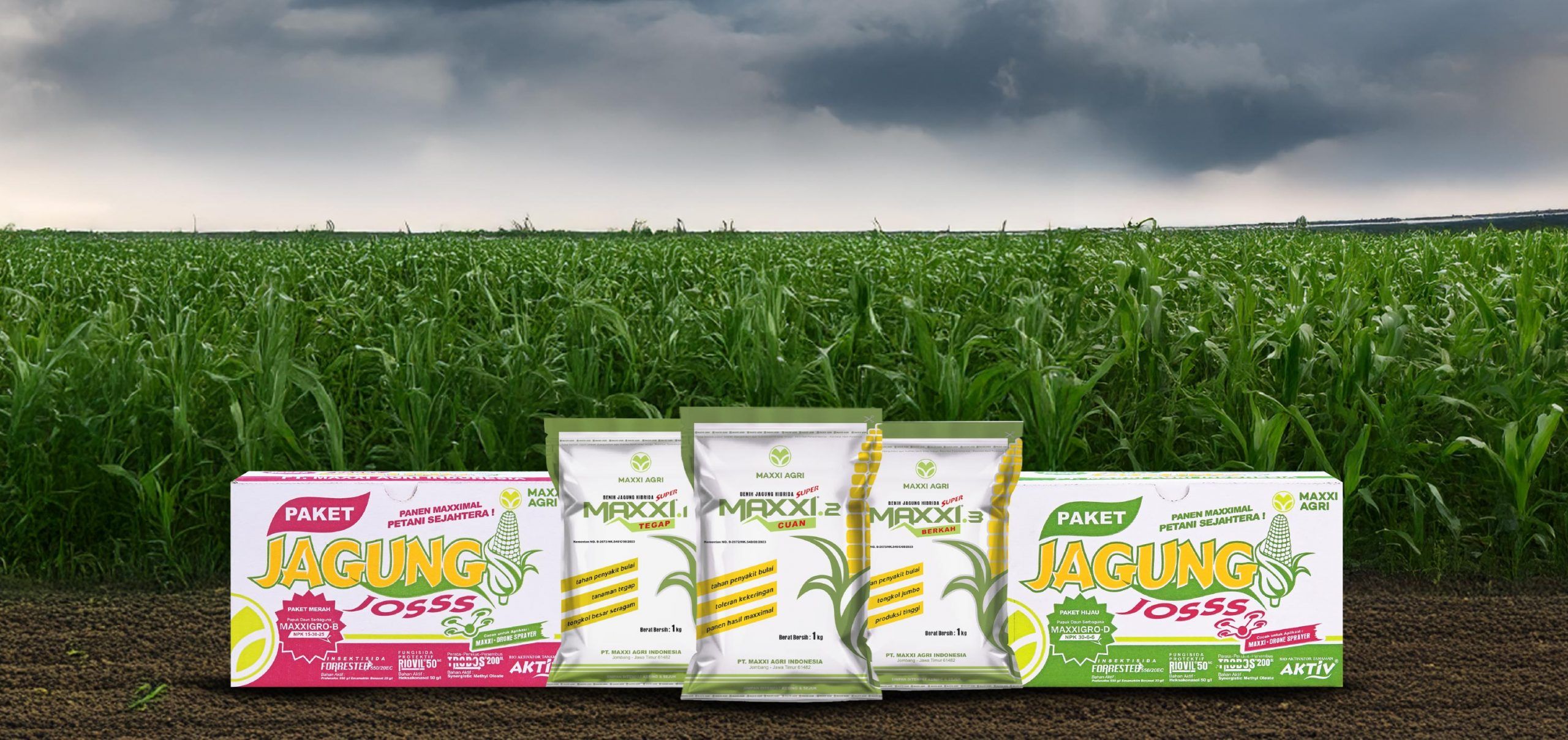 Tantangan Petani Jagung di Musim Penghujan